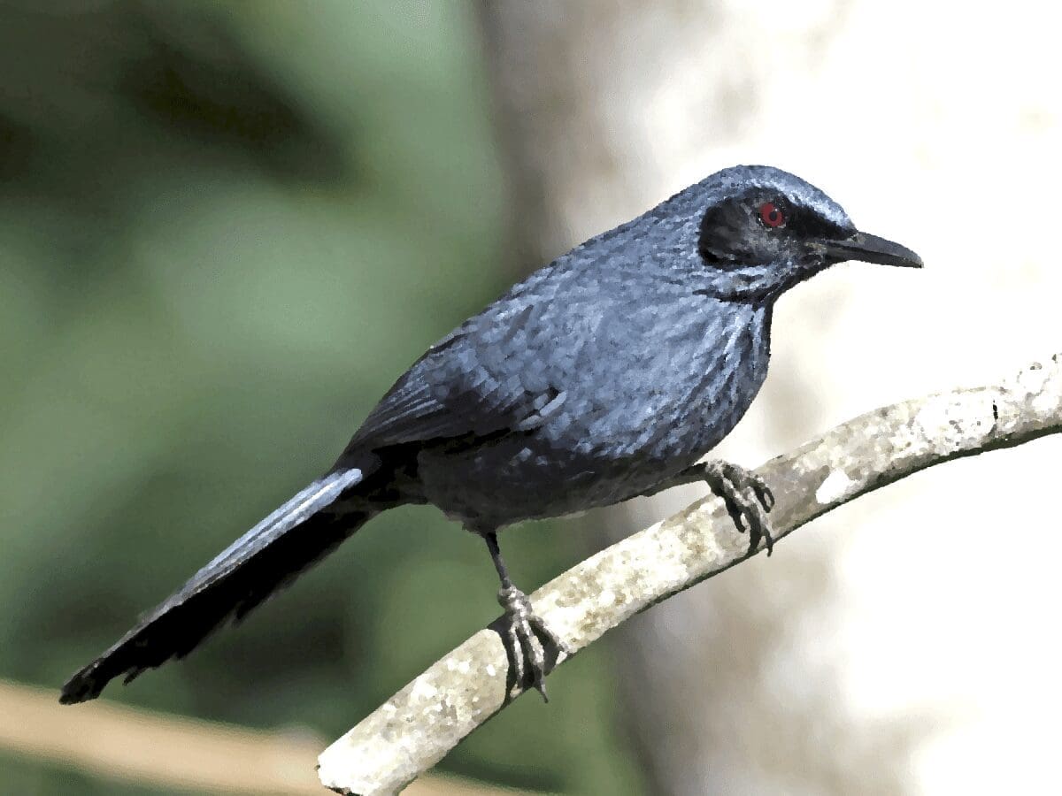 Взломанные Blue Mockingbird корпоративные сети исчисляются тысячами, кибербезопасность обучение Алматы